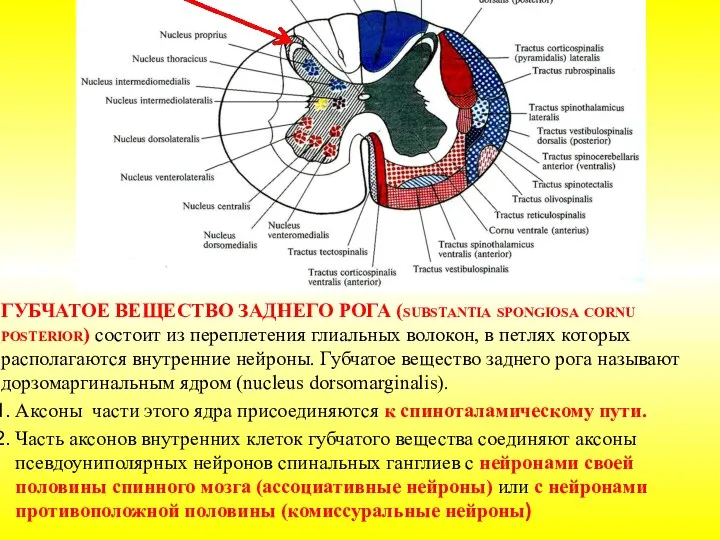 ГУБЧАТОЕ ВЕЩЕСТВО ЗАДНЕГО РОГА (substantia spongiosa cornu posterior) состоит из переплетения глиальных