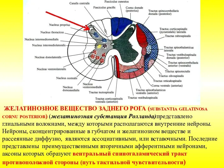 ЖЕЛАТИНОЗНОЕ ВЕЩЕСТВО ЗАДНЕГО РОГА (substantia gelatinosa cornu posterior) (желатинозная субстанция Ролланда)представлено глиальными