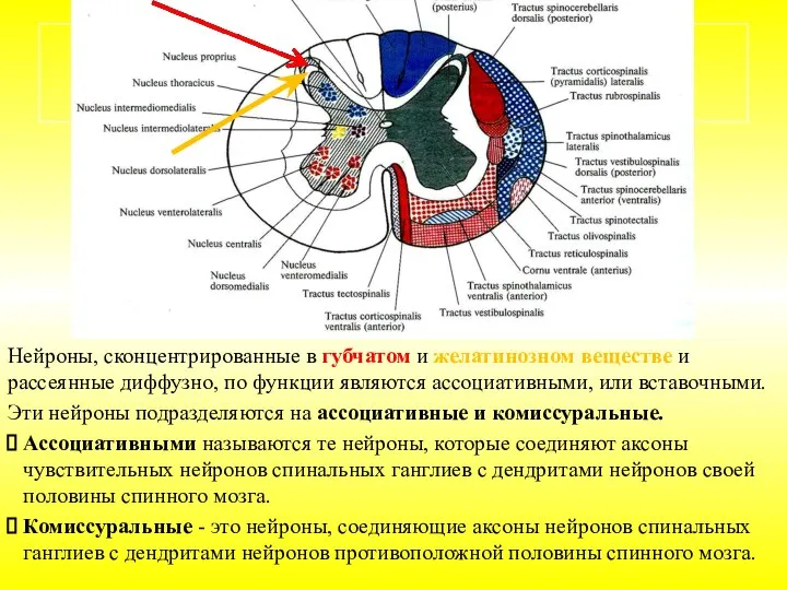 Нейроны, сконцентрированные в губчатом и желатинозном веществе и рассеянные диффузно, по функции