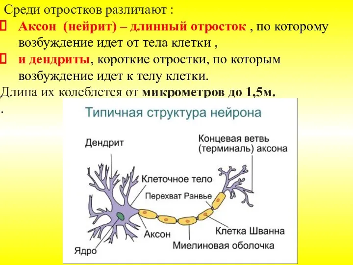 Среди отростков различают : Аксон (нейрит) – длинный отросток , по которому