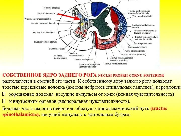 СОБСТВЕННОЕ ЯДРО ЗАДНЕГО РОГА nuclei proprii cornu posterior располагается в средней его