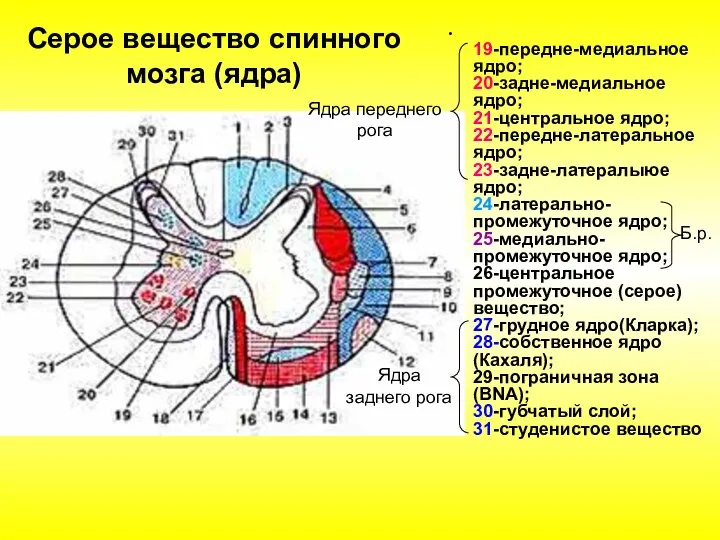 Серое вещество спинного мозга (ядра) 19-передне-медиальное ядро; 20-задне-медиальное ядро; 21-центральное ядро; 22-передне-латеральное