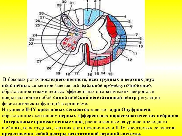 В боковых рогах последнего шейного, всех грудных и верхних двух поясничных сегментов