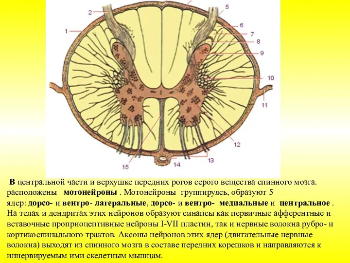 В центральной части и верхушке передних рогов серого вещества спинного мозга. расположены