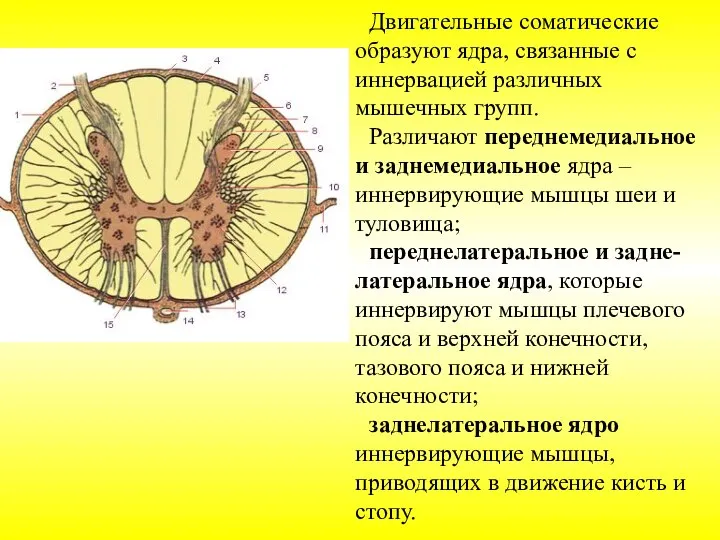 Двигательные соматические образуют ядра, связанные с иннервацией различных мышечных групп. Различают переднемедиальное