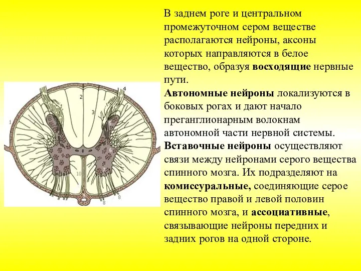 В заднем роге и центральном промежуточном сером веществе располагаются нейроны, аксоны которых