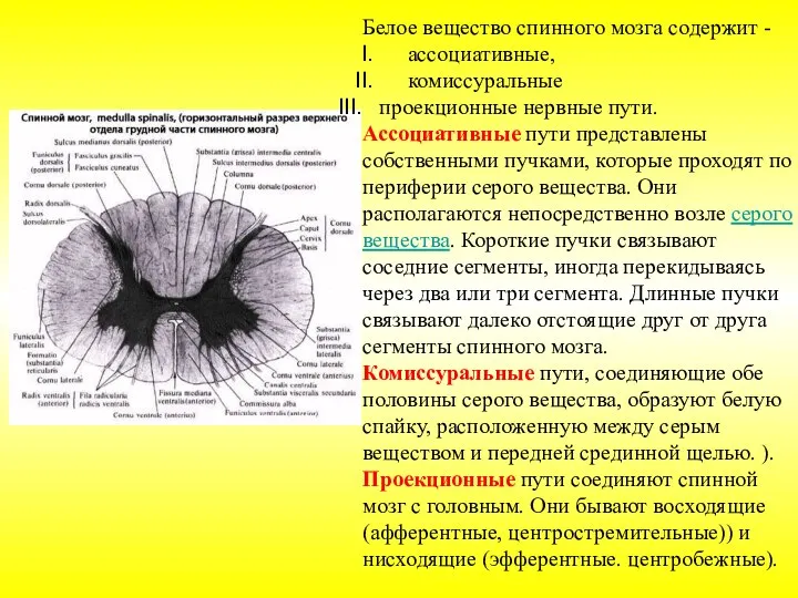 Белое вещество спинного мозга содержит - ассоциативные, комиссуральные проекционные нервные пути. Ассоциативные