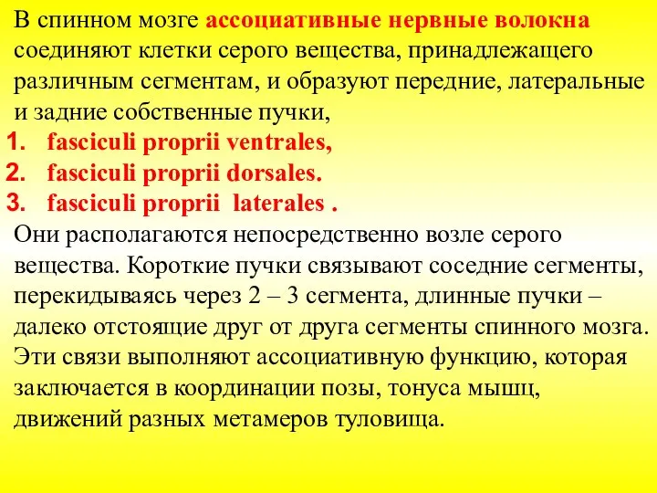 В спинном мозге ассоциативные нервные волокна соединяют клетки серого вещества, принадлежащего различным