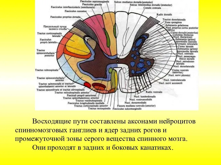 Восходящие пути составлены аксонами нейроцитов спинномозговых ганглиев и ядер задних рогов и