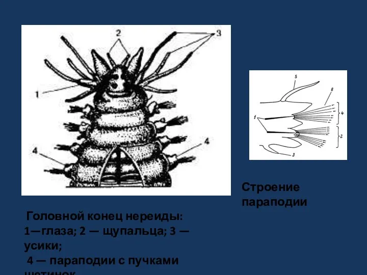 Головной конец нереиды: 1—глаза; 2 — щупальца; 3 —усики; 4 — параподии