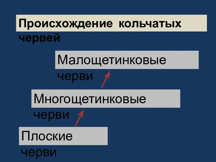 Происхождение кольчатых червей Плоские черви Многощетинковые черви Малощетинковые черви