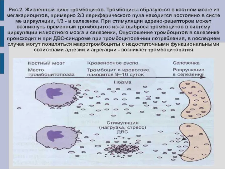 Рис.2. Жизненный цикл тромбоцитов. Тромбоциты об­разуются в костном мозге из мегакариоцитов, примерно