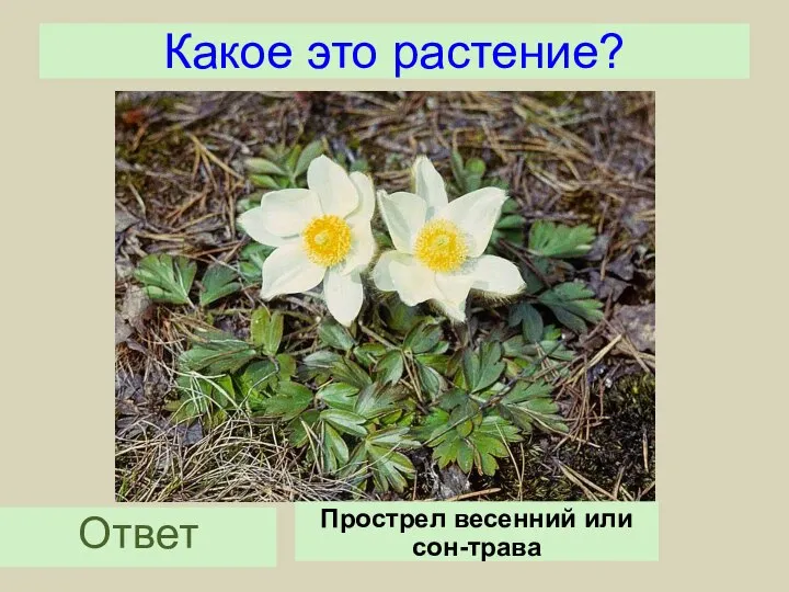 Какое это растение? Ответ Прострел весенний или сон-трава