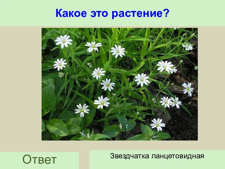 Какое это растение? Ответ Звездчатка ланцетовидная