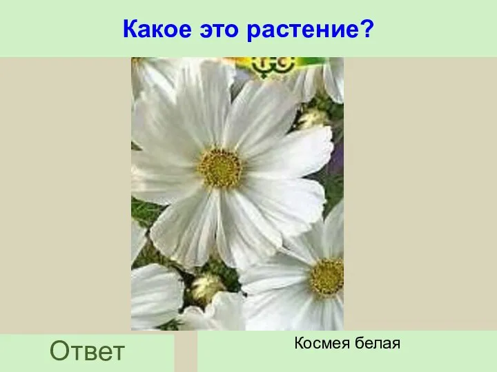 Какое это растение? Ответ Космея белая