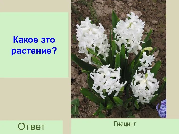 Какое это растение? Ответ Гиацинт