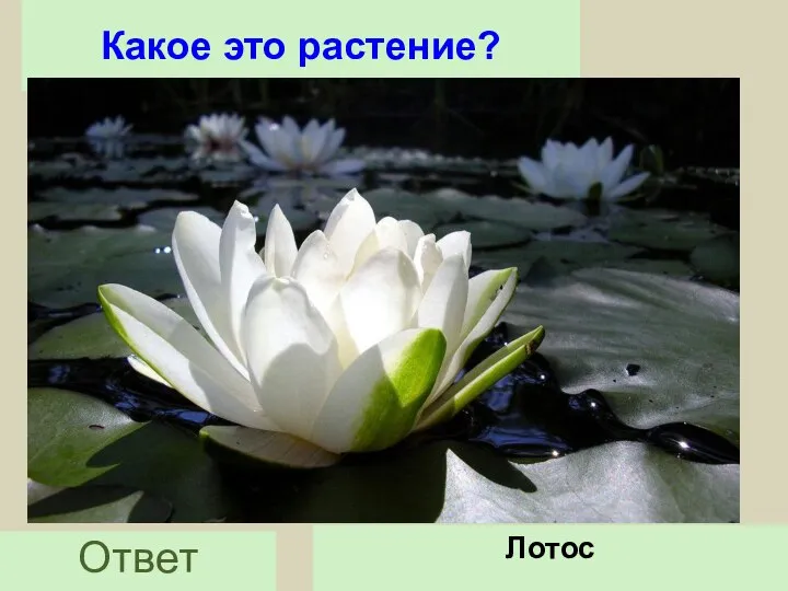 Какое это растение? Ответ Лотос