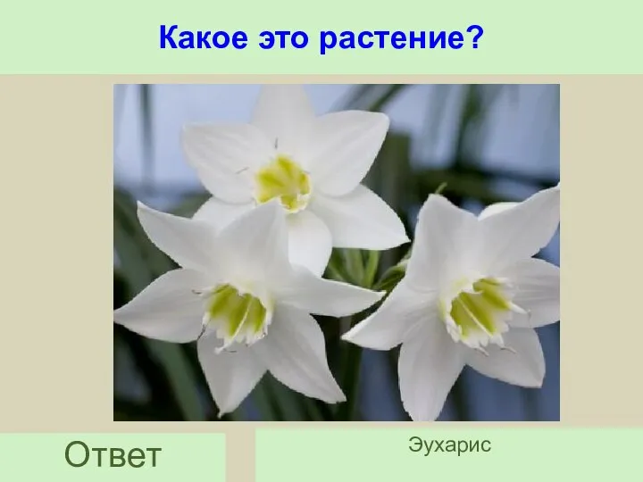 Какое это растение? Ответ Эухарис