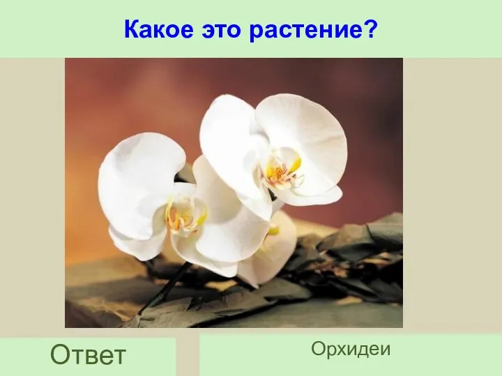 Какое это растение? Ответ Орхидеи