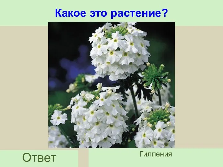 Какое это растение? Ответ Гилления