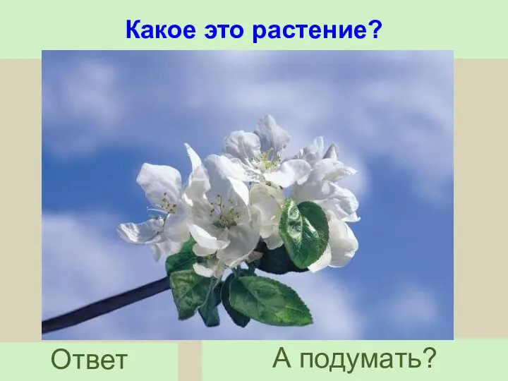 Какое это растение? Ответ А подумать?