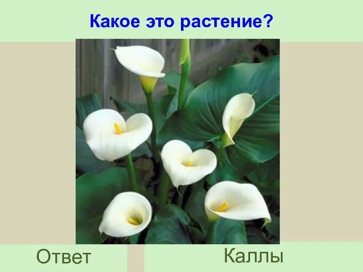 Какое это растение? Ответ Каллы