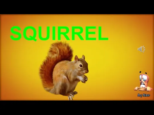 SQUIRREL