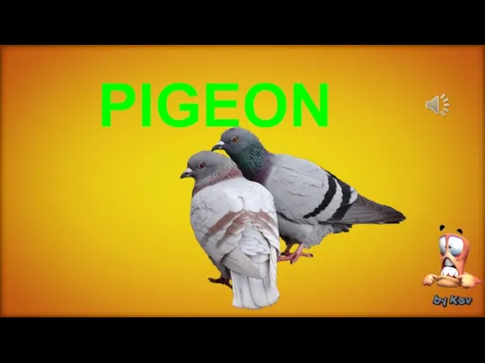 PIGEON