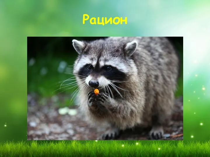 Рацион