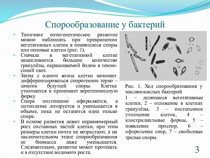 Спорообразование у бактерий Типичное онтогенетическое развитие можно наблюдать при превращении вегетативных клеток