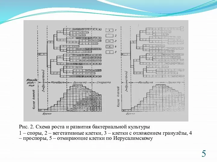 Рис. 2. Схема роста и развития бактериальной культуры 1 – споры, 2