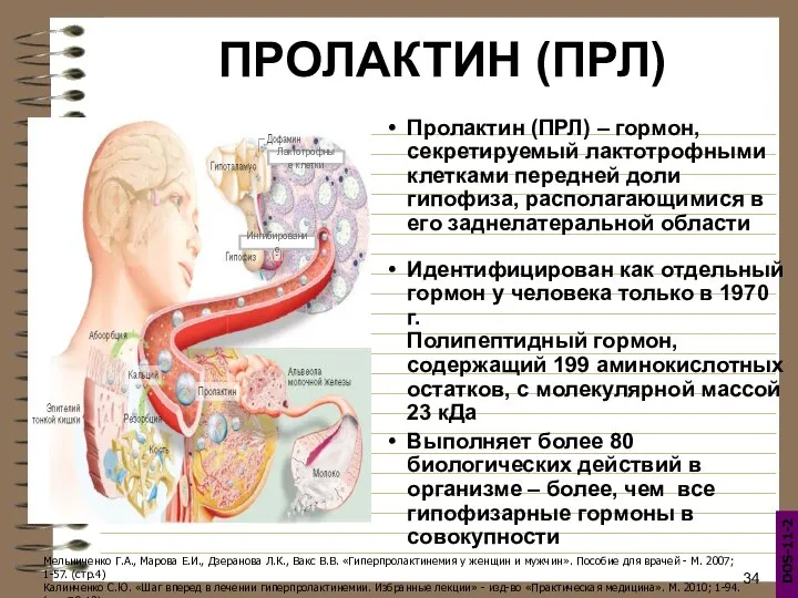 Пролактин (ПРЛ) – гормон, секретируемый лактотрофными клетками передней доли гипофиза, располагающимися в