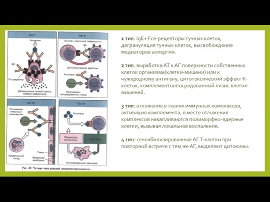 1 тип: IgE+ Fce-рецепторы тучных клеток, дегрануляция тучных клеток, высвобождение медиаторов аллергии.