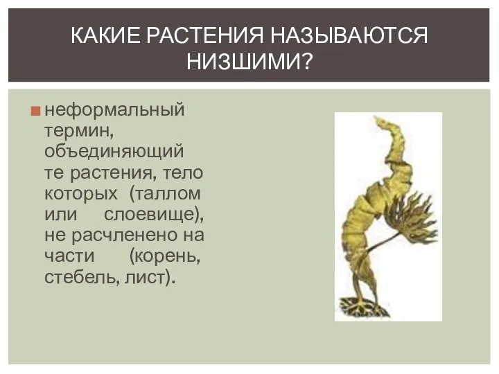 неформальный термин, объединяющий те растения, тело которых (таллом или слоевище), не расчленено