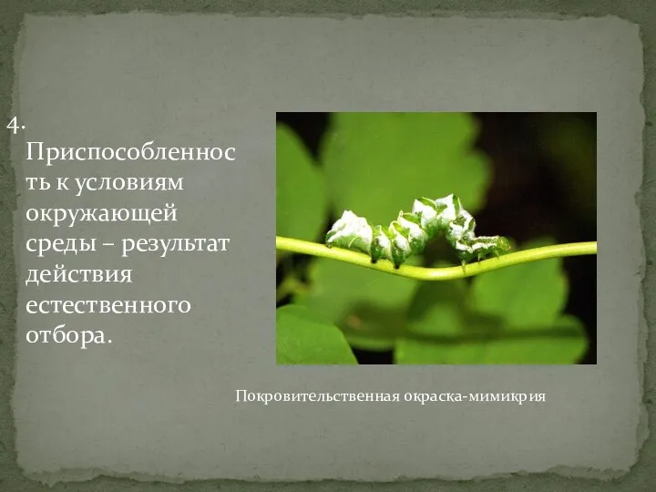 4.Приспособленность к условиям окружающей среды – результат действия естественного отбора. Покровительственная окраска-мимикрия