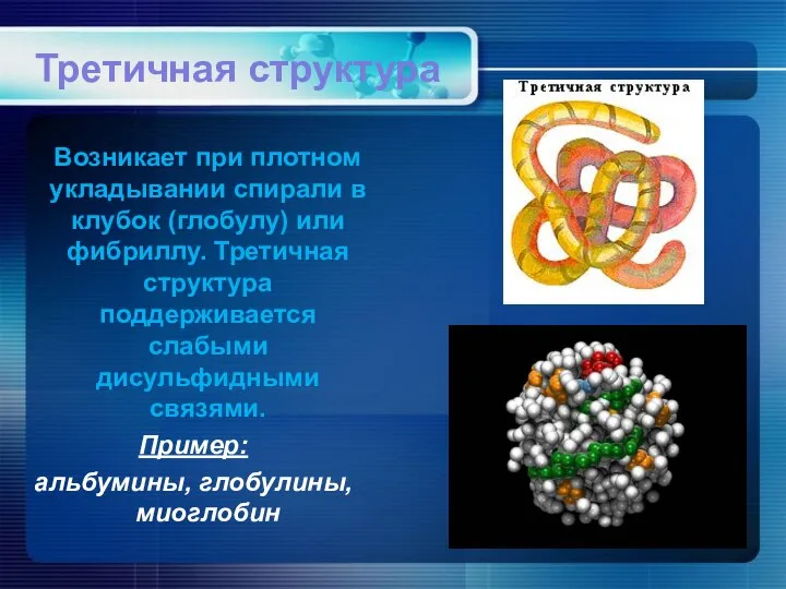 Третичная структура Возникает при плотном укладывании спирали в клубок (глобулу) или фибриллу.