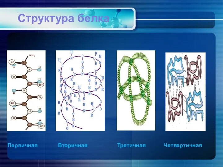 Третичная Четвертичная Первичная Вторичная Структура белка