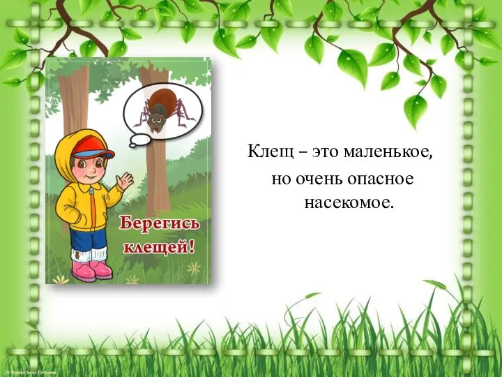 Клещ – это маленькое, но очень опасное насекомое.