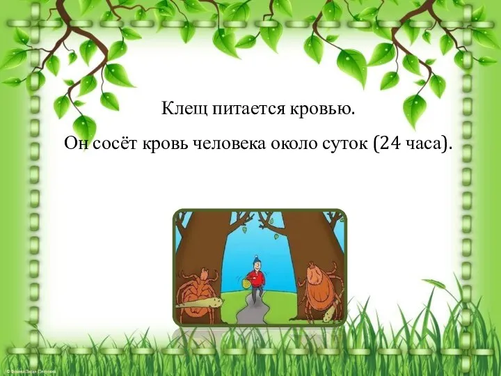 Клещ питается кровью. Он сосёт кровь человека около суток (24 часа).