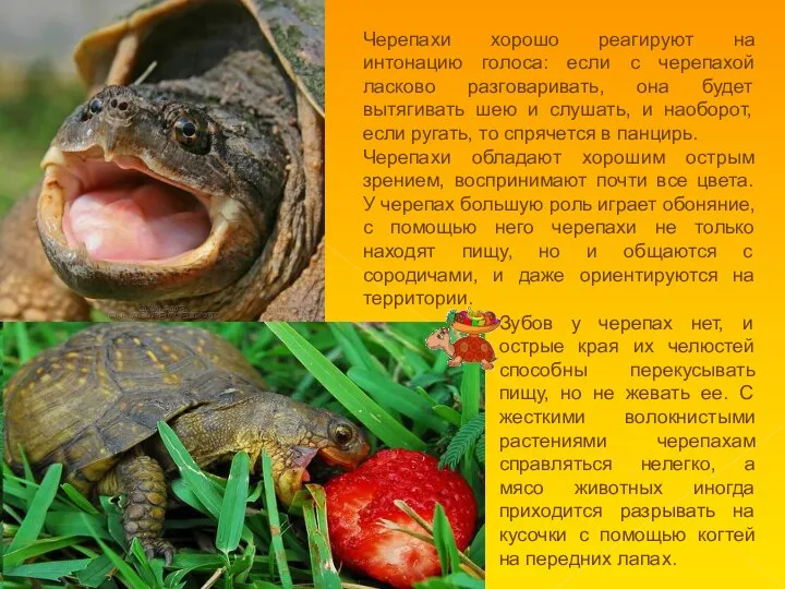 Зубов у черепах нет, и острые края их челюстей способны перекусывать пищу,