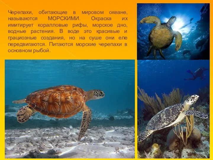 Черепахи, обитающие в мировом океане, называются МОРСКИМИ. Окраска их имитирует коралловые рифы,