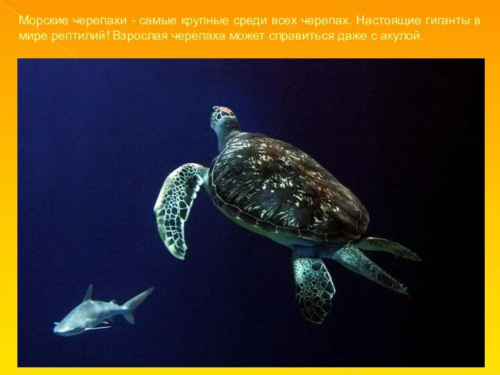 Морские черепахи - самые крупные среди всех черепах. Настоящие гиганты в мире