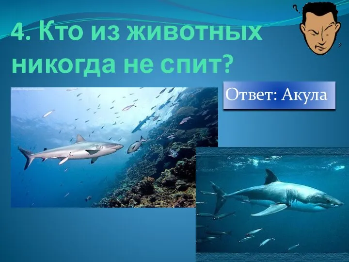 4. Кто из животных никогда не спит? Ответ: Акула