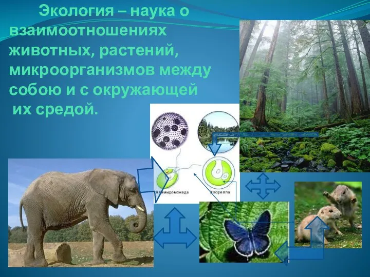 Экология – наука о взаимоотношениях животных, растений, микроорганизмов между собою и с окружающей их средой.