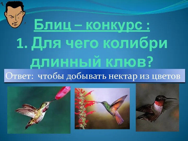 Блиц – конкурс : 1. Для чего колибри длинный клюв? Ответ: чтобы добывать нектар из цветов