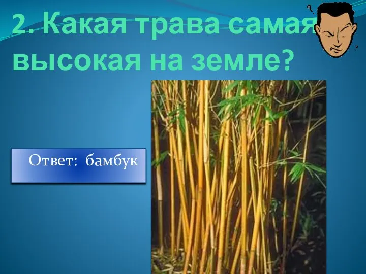 2. Какая трава самая высокая на земле? Ответ: бамбук