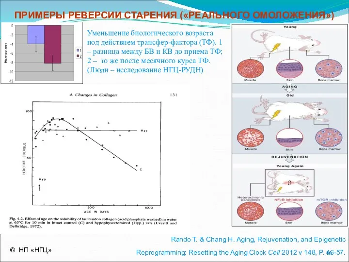 ПРИМЕРЫ РЕВЕРСИИ СТАРЕНИЯ («РЕАЛЬНОГО ОМОЛОЖЕНИЯ») Уменьшение биологического возраста под действием трансфер-фактора (ТФ).