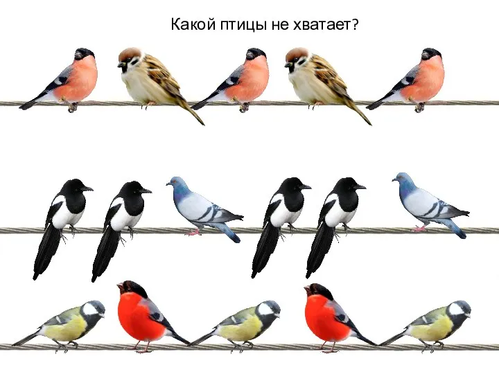 Какой птицы не хватает?