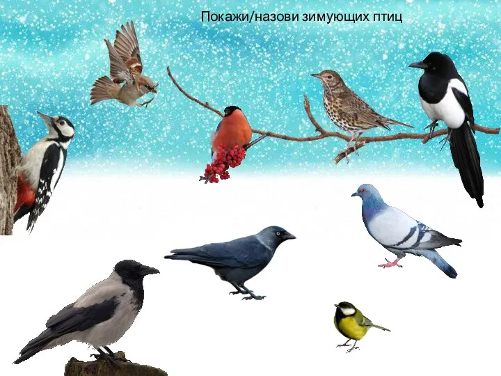 Покажи/назови зимующих птиц