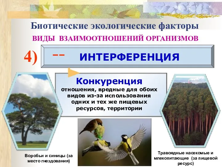 4) ИНТЕРФЕРЕНЦИЯ –– Травоядные насекомые и млекопитающие (за пищевой ресурс) Биотические экологические